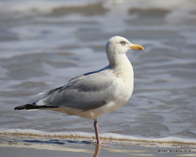 Herring Gull adult nonbreeding, Boca Chica beach, TX, 02_16_2016, Jpa_09012.jpg