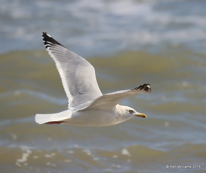 Herring Gull adult nonbreeding, Boca Chica beach, TX, 02_16_2016, Jpa_09026.jpg