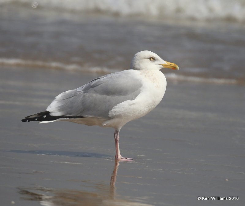 Herring Gull adult nonbreeding, Boca Chica beach, TX, 02_16_2016, Jpa_09130.jpg