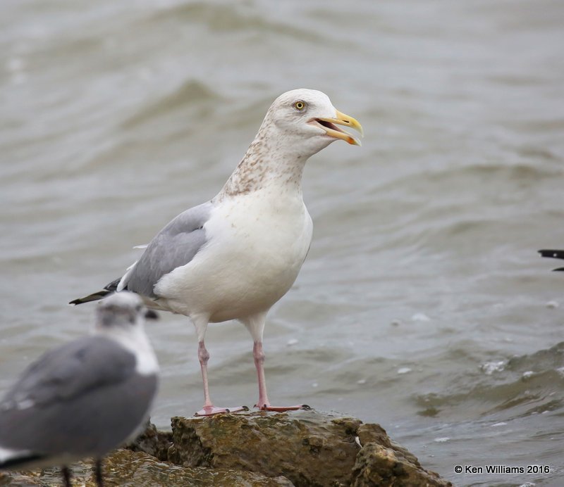 Herring Gull adult nonbreeding, Goose Island, TX, 02_21_2016, Jpa_12407.jpg