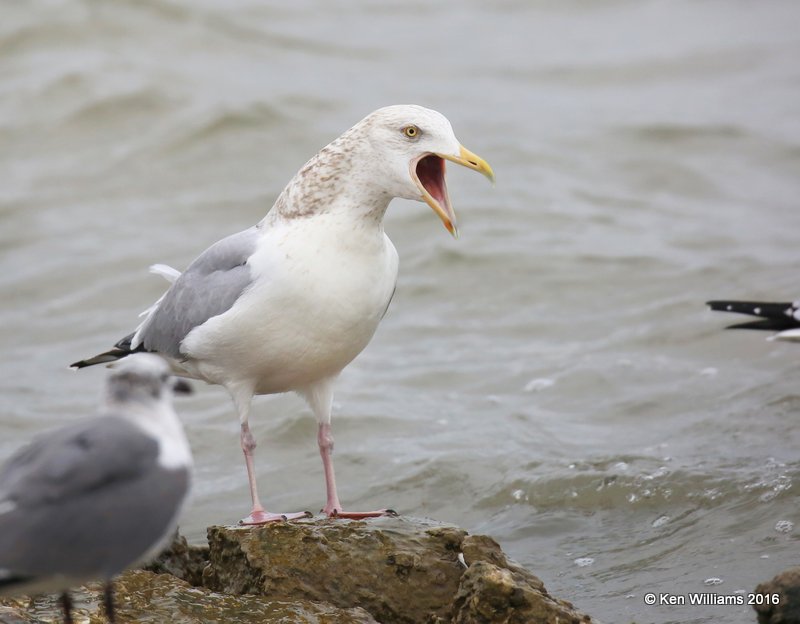 Herring Gull adult nonbreeding, Goose Island, TX, 02_21_2016, Jpa_12408.jpg