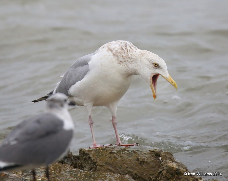 Herring Gull adult nonbreeding, Goose Island, TX, 02_21_2016, Jpa_12409.jpg