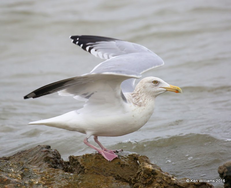 Herring Gull adult nonbreeding, Goose Island, TX, 02_21_2016, Jpa_12430.jpg
