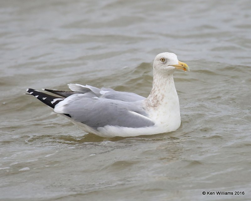 Herring Gull adult nonbreeding, Goose Island, TX, 02_21_2016, Jpa_12436.jpg