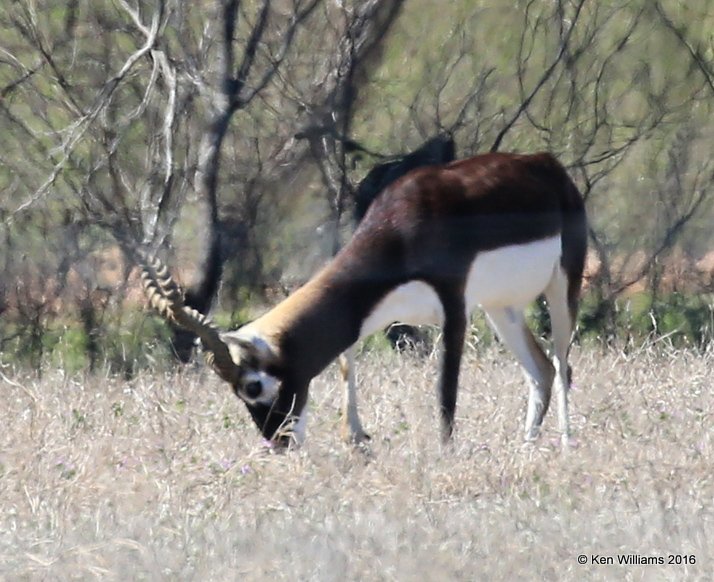 Indian Black Buck Antelope, North of Fredricksburg, TX, 02_24_2016_Jpa_14434.jpg