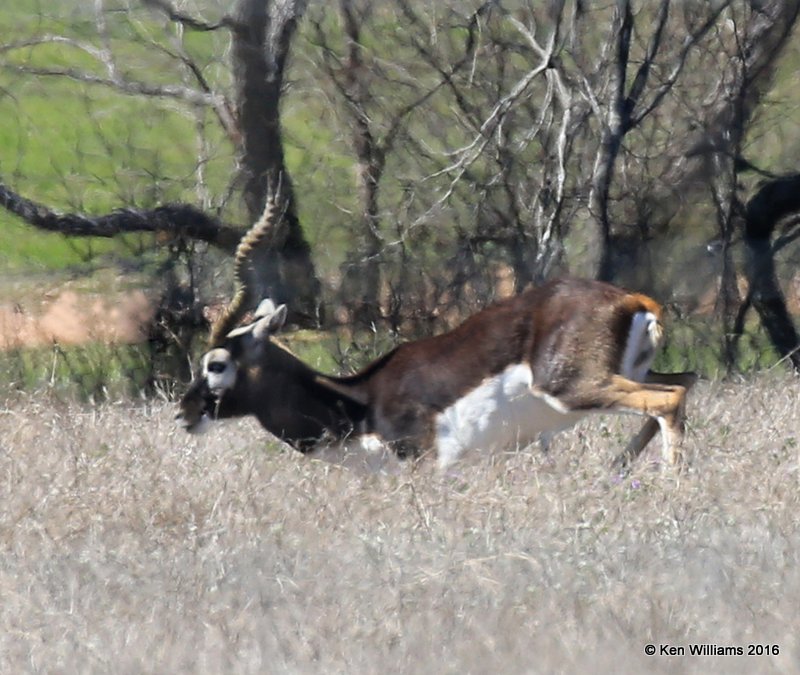 Indian Black Buck Antelope, North of Fredricksburg, TX, 02_24_2016_Jpa_14436.jpg