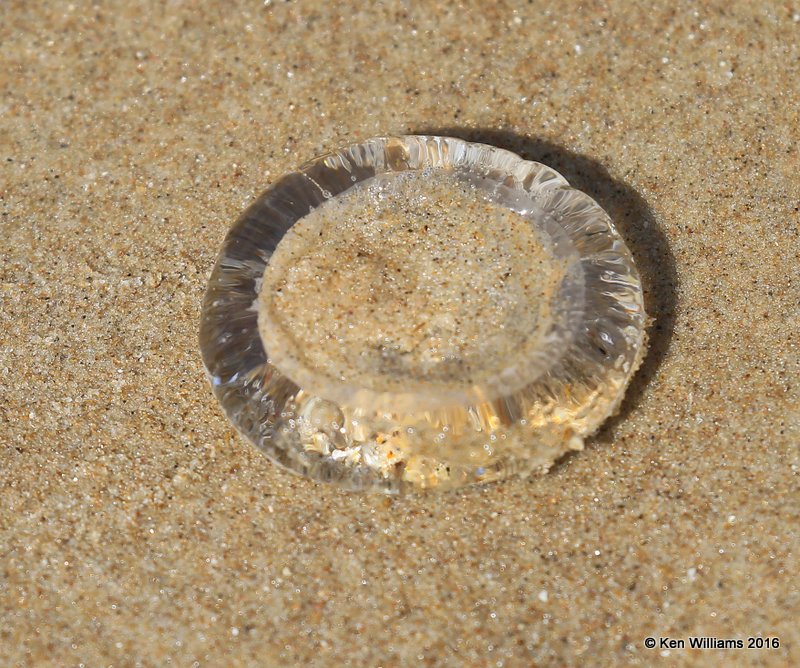 Moon Jellyfish, S. Padre Island, TX, 02_15_2016, Jpa_08131.jpg