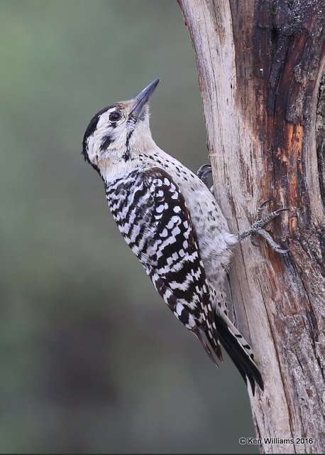 Ladder-backed Woodpecker female, Salineno, TX, 02_21_2016, Jpa_11637.jpg