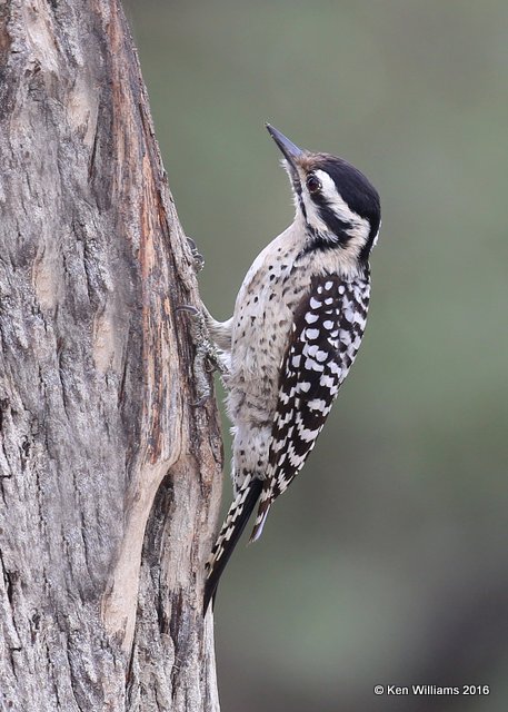 Ladder-backed Woodpecker female, Salineno, TX, 02_21_2016, Jpa_11668.jpg