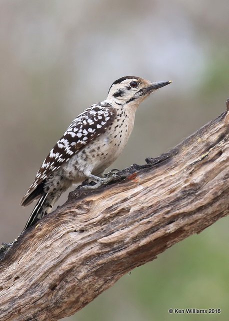 Ladder-backed Woodpecker female, Salineno, TX, 02_21_2016, Jpa_12231.jpg