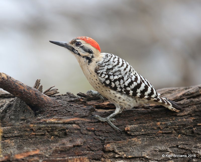 Ladder-backed Woodpecker male, Salineno, TX, 02_21_2016, Jpa_12139.jpg