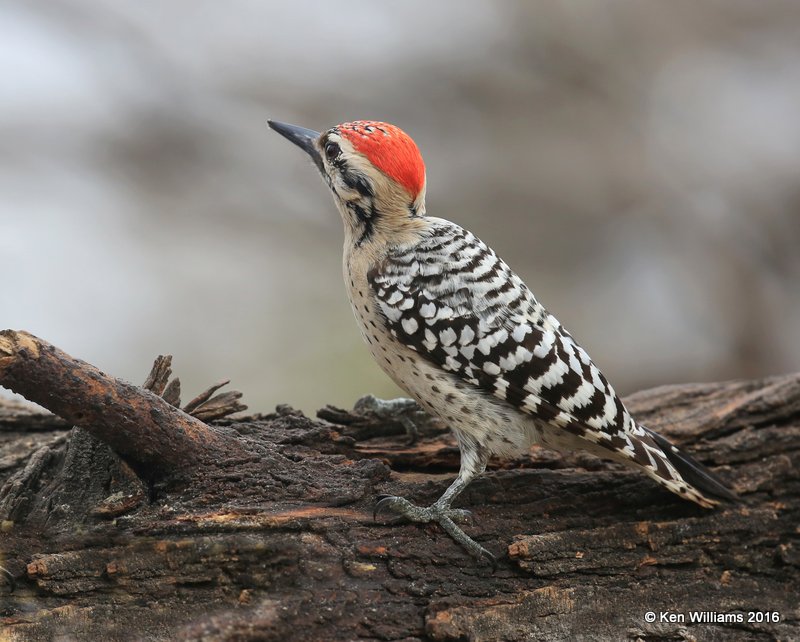 Ladder-backed Woodpecker male, Salineno, TX, 02_21_2016, Jpa_12141.jpg