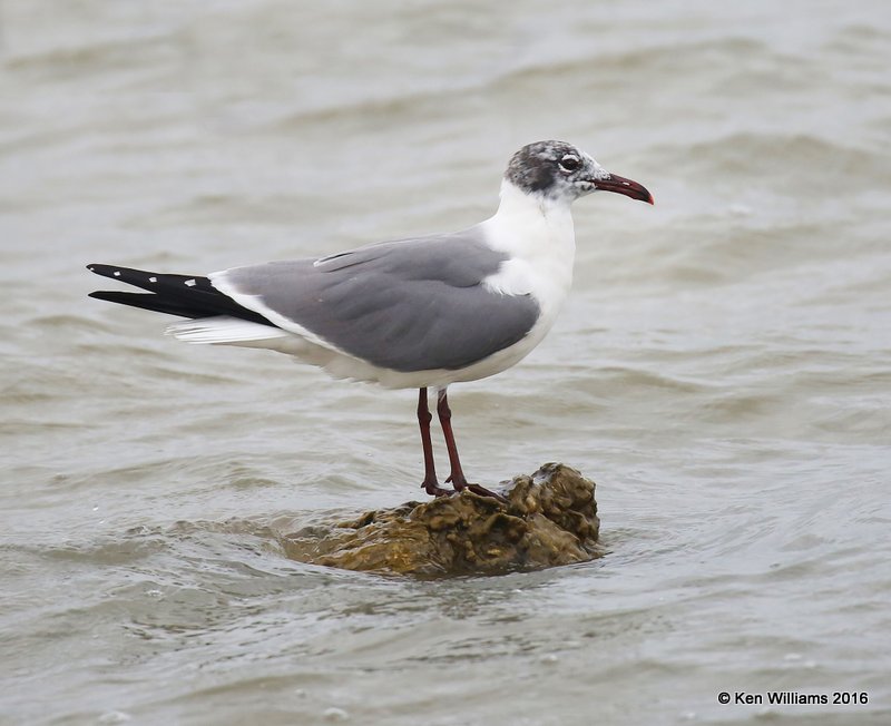 Laughing Gull changing into breeding plumage, Goose Island, TX, 02_21_2016, Jpa_12418.jpg