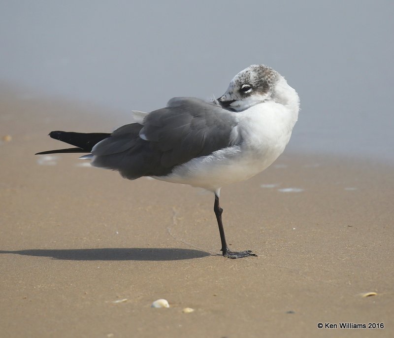 Laughing Gull nonbreeding plumage, Boca Chica beach, TX, 02_16_2016, Jpa_08957.jpg