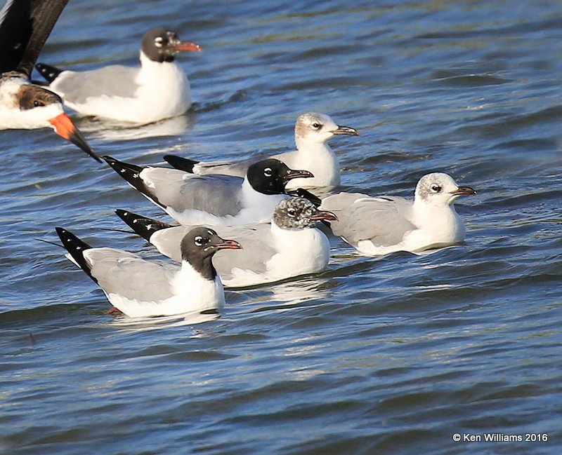 Laughing Gulls changing into adult nonbreeding plumage, S. Padre Island, TX, 2_14_2016_Jpa4_06868.jpg