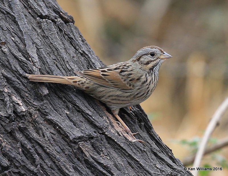 Lincoln's Sparrow, Salineno, TX, 02_21_2016, Jpa_11893.jpg