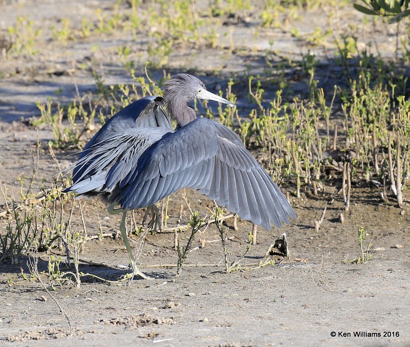 Little Blue Heron, S. Padre Island, TX, 2_14_2016_Jpa_06835.jpg