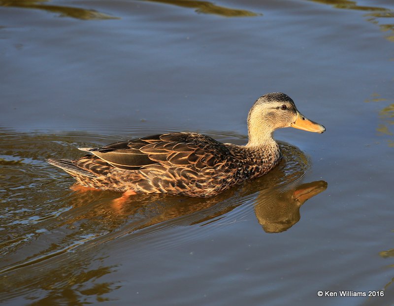Mottled Duck female, S. Padre Island, TX, 2_14_2016_Jpa_06771.jpg