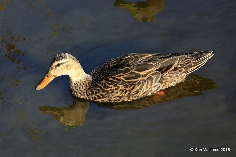 Mottled Duck female, S. Padre Island, TX, 2_14_2016_Jpa_06969.jpg