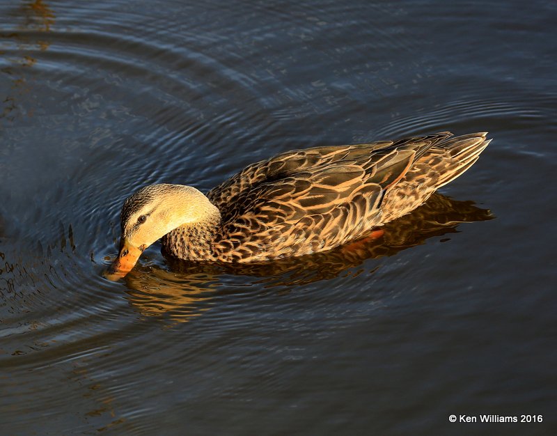 Mottled Duck female, S. Padre Island, TX, 2_14_2016_Jpa_06974.jpg