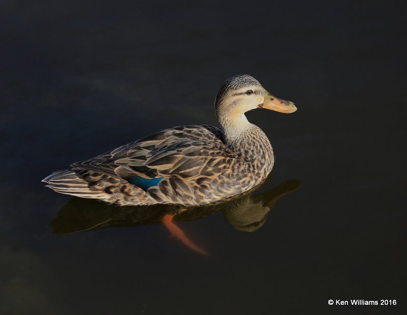 Mottled Duck female, S. Padre Island, TX, 2_14_2016_Jpa_06980.jpg