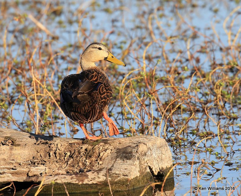 Mottled Duck male, Estero Llano Grande SP, TX, 02_17_2016, Jpa_09973.jpg