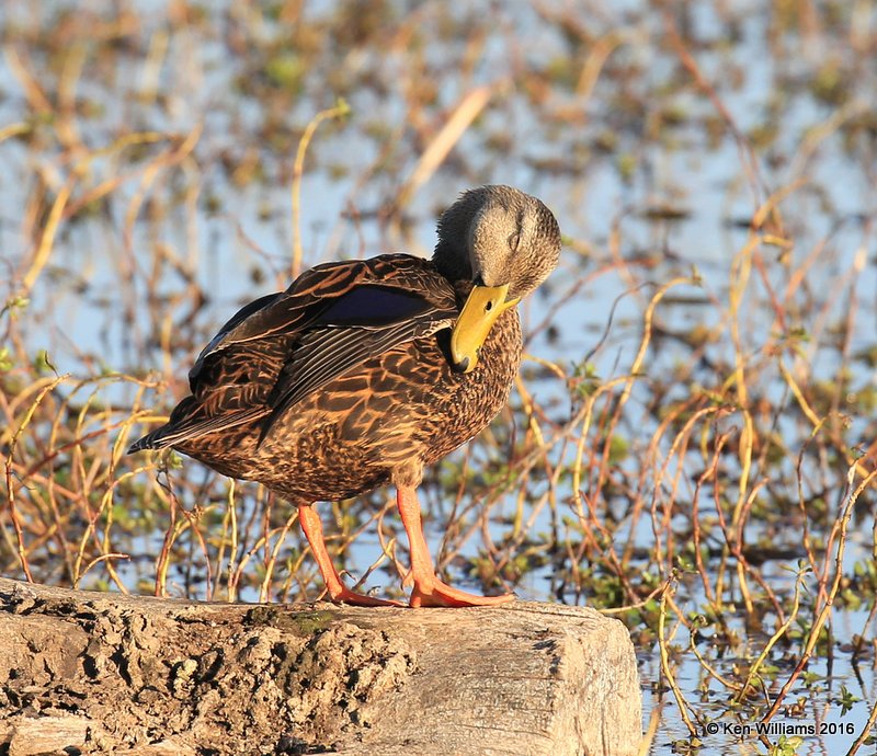 Mottled Duck male, Estero Llano Grande SP, TX, 02_17_2016, Jpa_09994.jpg