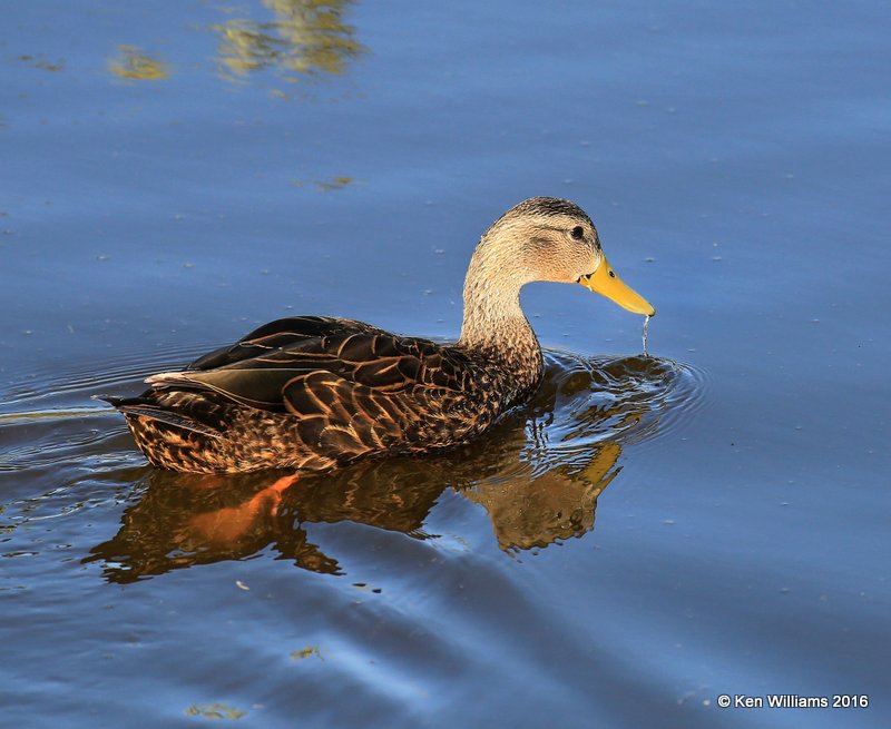 Mottled Duck male, S. Padre Island, TX, 2_14_2016_Jpa_06774.jpg