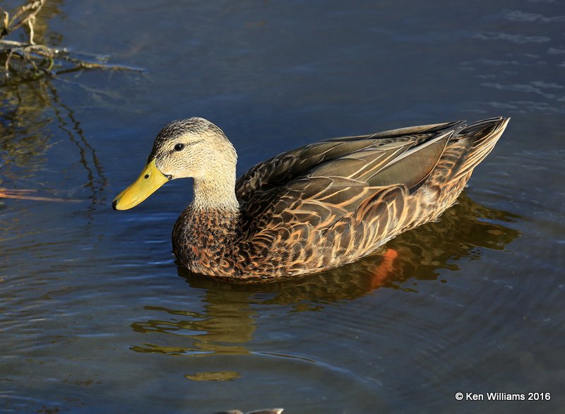 Mottled Duck male, S. Padre Island, TX, 2_14_2016_Jpa_06970.jpg