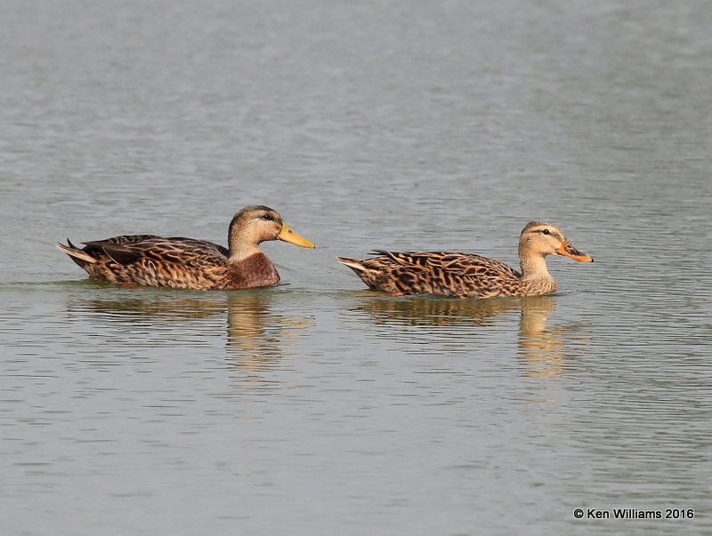 Mottled Duck pair male, Edinburg Wetland, TX, 02_20_2016, Jpa_11149.jpg