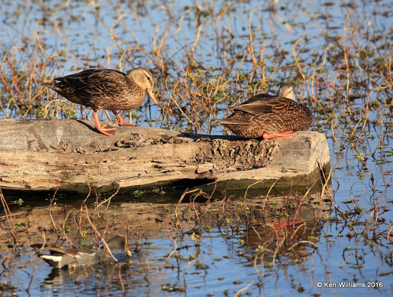 Mottled Duck pair, female left, Estero Llano Grande SP, TX, 02_17_2016, Jpa_10008.jpg
