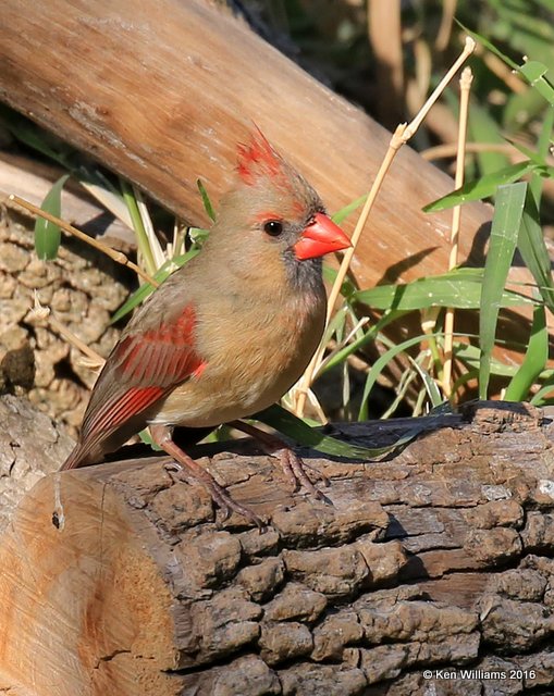 Northern Cardinal female, Benson SP, TX, 02_19_2016, Jpa_10480.jpg
