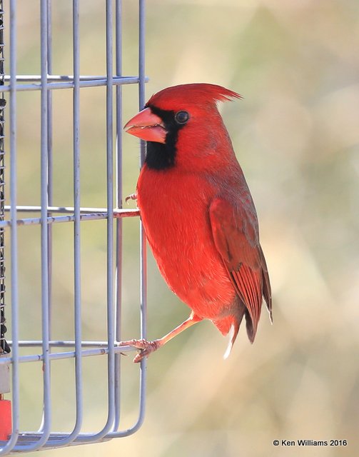 Northern Cardinal male, Benson SP, TX, 02_19_2016, Jpa_10765.jpg