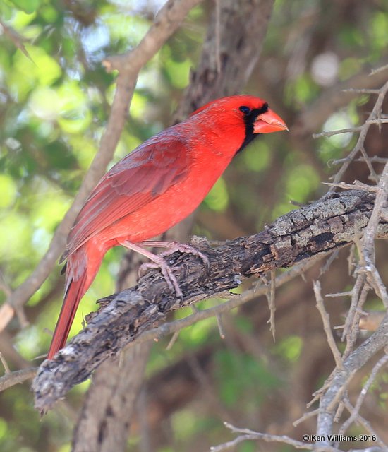 Northern Cardinal male, Benson SP, TX, 02_19_2016, Jpa_10920.jpg