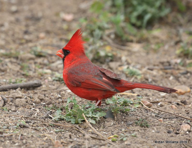 Northern Cardinal male, Salineno, TX, 02_21_2016, Jpa_11889.jpg