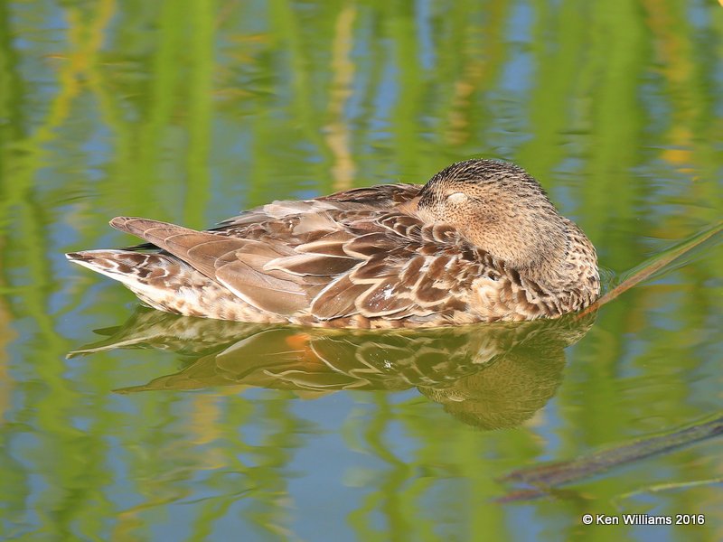 Northern Shoveler female, Port Aransas, TX, 02_22_2016, Jpa_13255.jpg