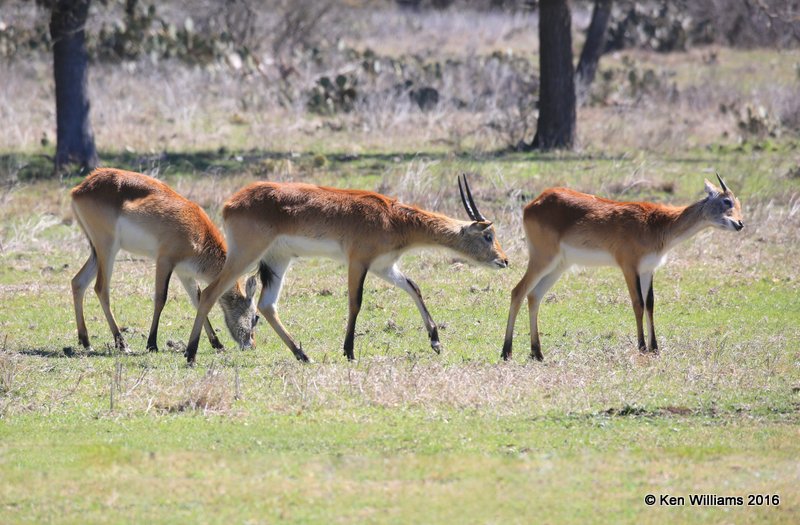 Red Lechwe Antelope 2 young bucks right and doe left, North of Fredricksburg, TX, 02_24_2016_Jpa_14433.jpg