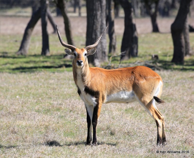 Red Lechwe Antelope buck, North of Fredricksburg, TX, 02_24_2016_Jpa_14428.jpg