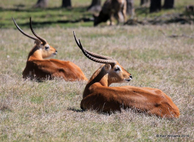 Red Lechwe Antelope bucks, North of Fredricksburg, TX, 02_24_2016_Jpa_14397.jpg