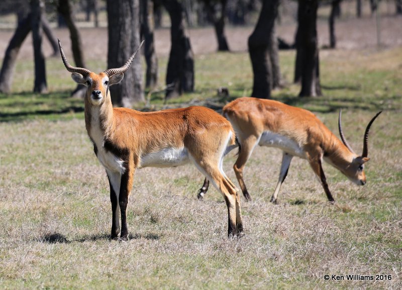 Red Lechwe Antelope bucks, North of Fredricksburg, TX, 02_24_2016_Jpa_14419.jpg