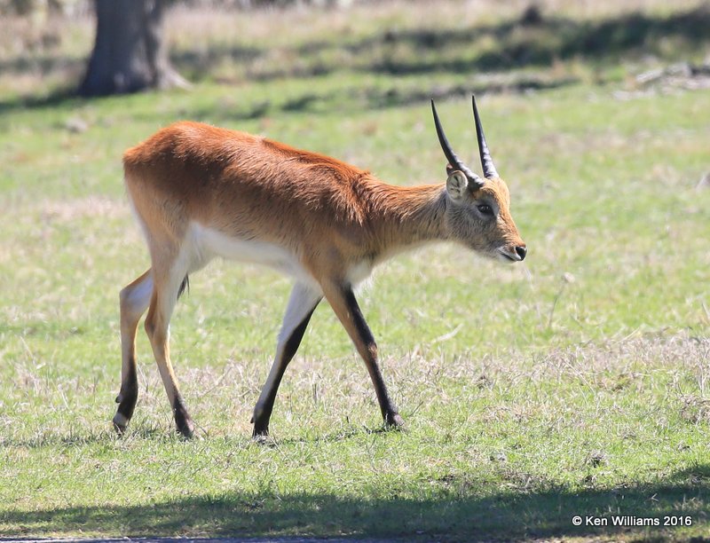Red Lechwe Antelope young buck, North of Fredricksburg, TX, 02_24_2016_Jpa_14386.jpg