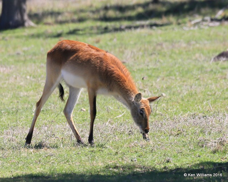 Red Lechwe Antelope young doe, North of Fredricksburg, TX, 02_24_2016_Jpa_14412.jpg