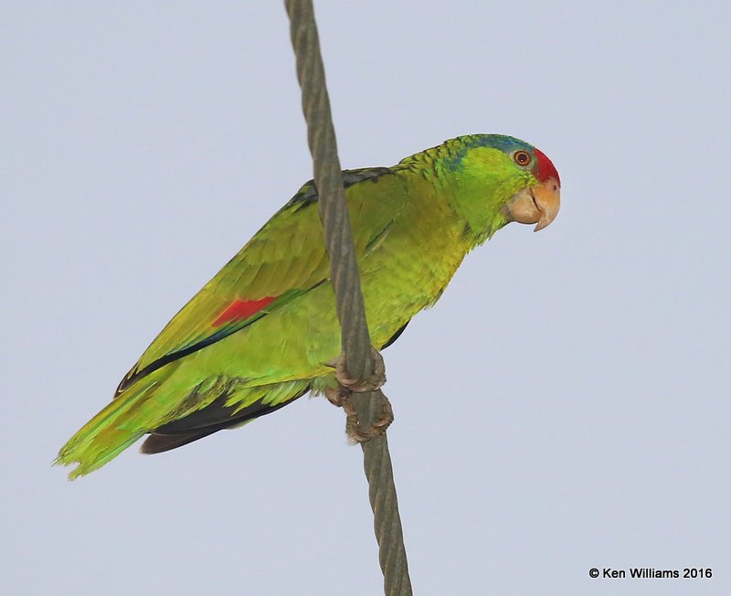 Red-crowned Parrot, Brownsville, TX, 02_16_2016, Jpa_09277.jpg