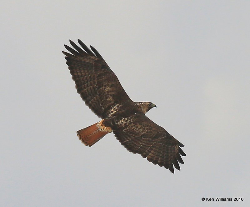 Red-tailed Hawk, N. of Rio Grande City, TX, 02_21_2016, Jpa_12329.jpg