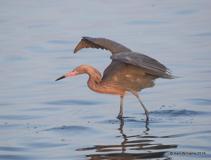 Reddish Egret, dark morph, S. Padre Island, TX, 02_15_2016, Jpa_07330.jpg