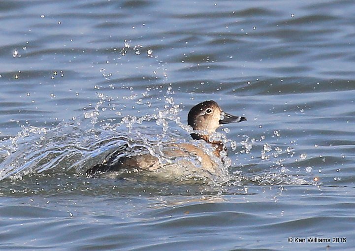 Redhead female, S. Padre Island, TX, 02_15_2016, Jpa_07928.jpg