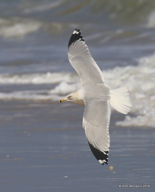 Ring-billed Gull nonbreeding adult plumage, S. Padre Island, TX, 02_15_2016, Jpa_08146.jpg