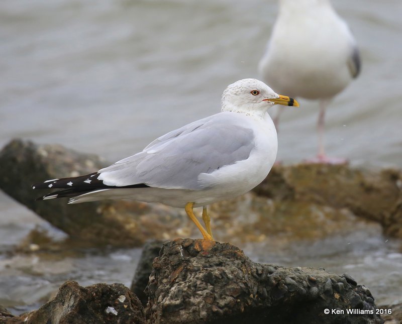 Ring-billed Gull, Goose Island, TX, 02_21_2016, Jpa_12424.jpg