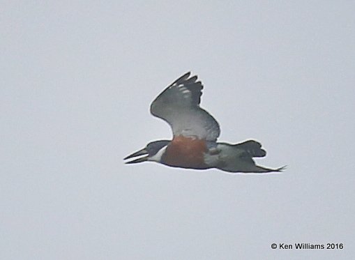 Ringed Kingfisher female, Edinburg Wetland, TX, 02_20_2016, Jpa_11071.jpg
