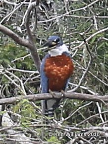 Ringed Kingfisher male, Edinburg Wetland, TX, 02_20_2016, Jpa_11387.jpg